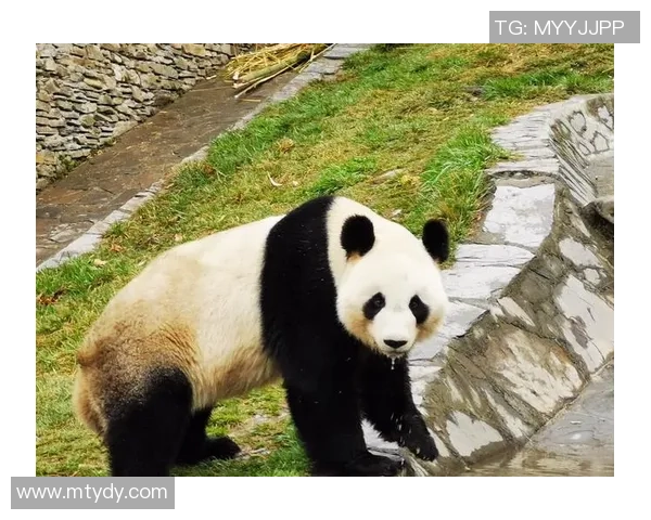 黑白交融:熊猫体育如何在内容深度与大众趣味中找到完美平衡