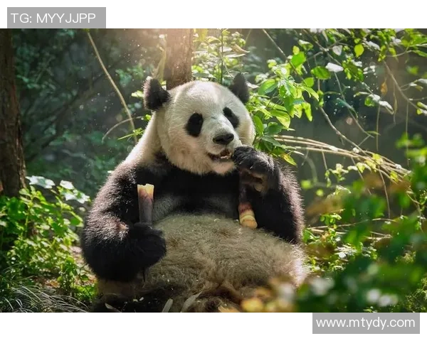 黑白之道:熊猫体育如何在内容深度与大众趣味中找到完美平衡